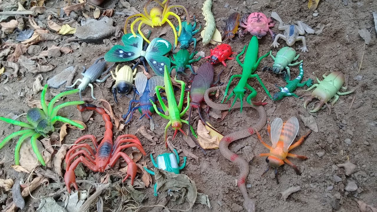 Trò chơi về côn trùng cho trẻ mầm non hay nhất