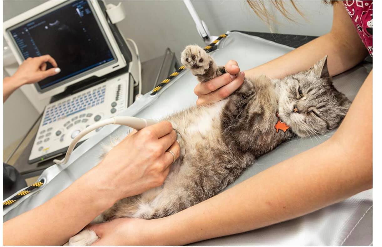 Bệnh Viện Thú Y Pet Vet ảnh 2