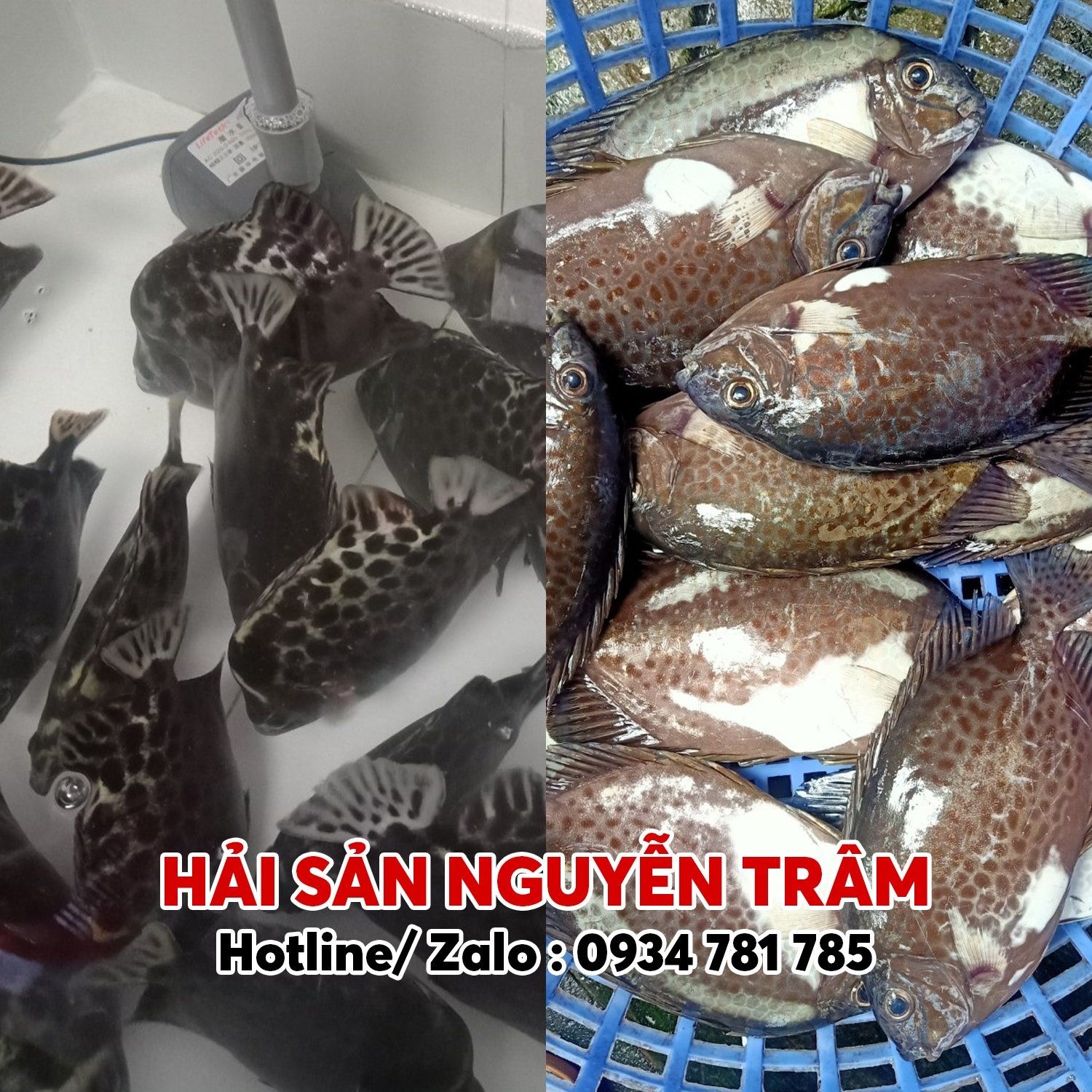 Hải Sản Sạch Trâm Nguyễn ảnh 2