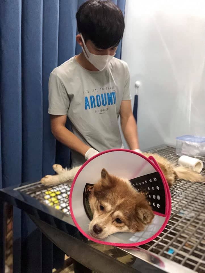 Phòng khám Thú cưng Pleiku Pet ảnh 2