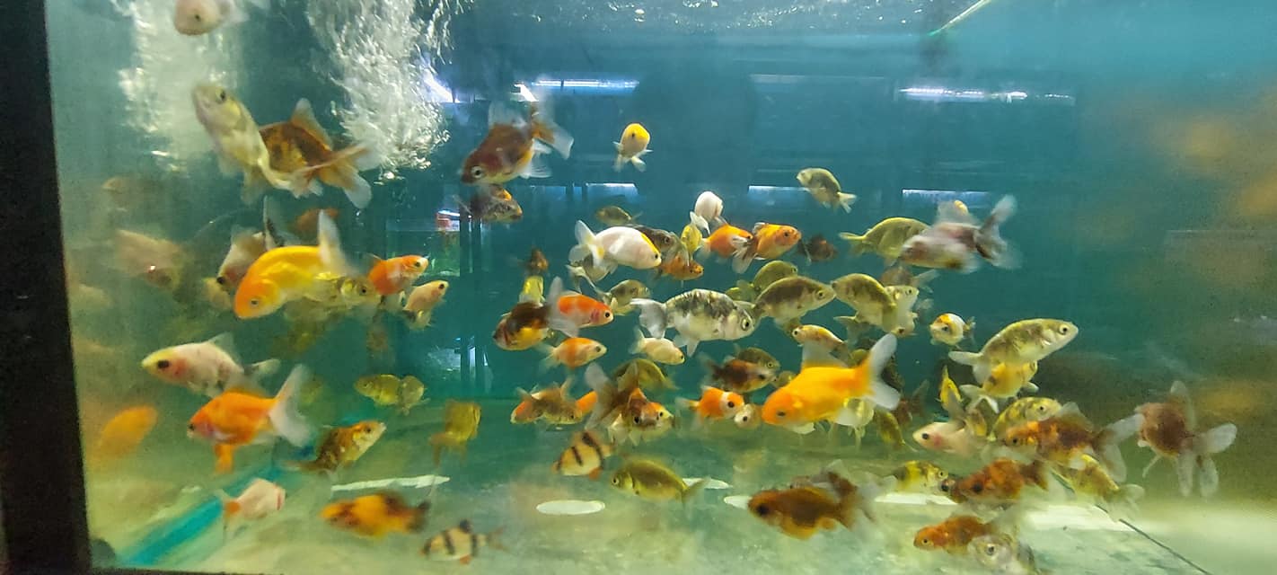 Top 7 cửa hàng bán cá cảnh nổi tiếng nhất tại Hà Nội 