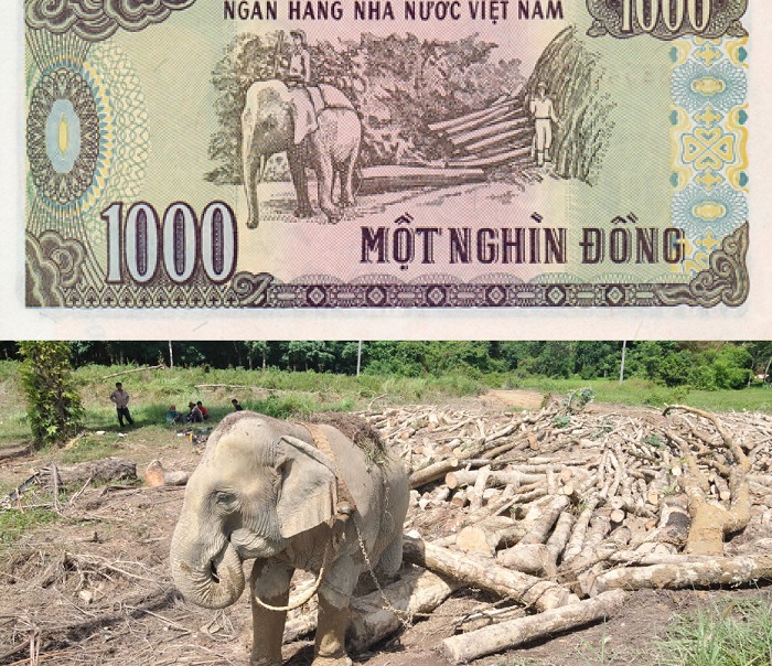 Cảnh khai thác gỗ - Mệnh giá 1.000 đồng ảnh 1
