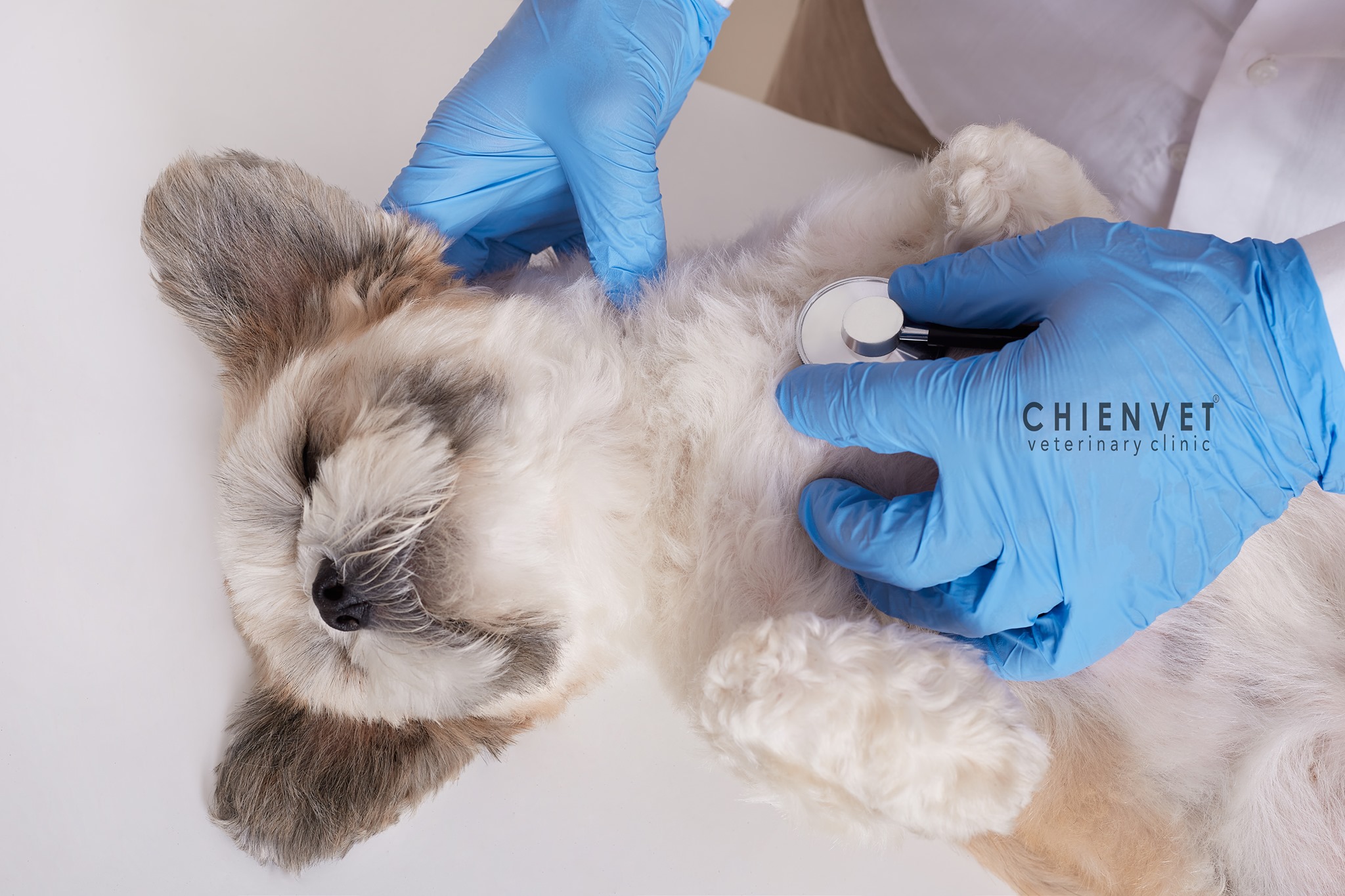 Chien Vet Clinic. ảnh 1