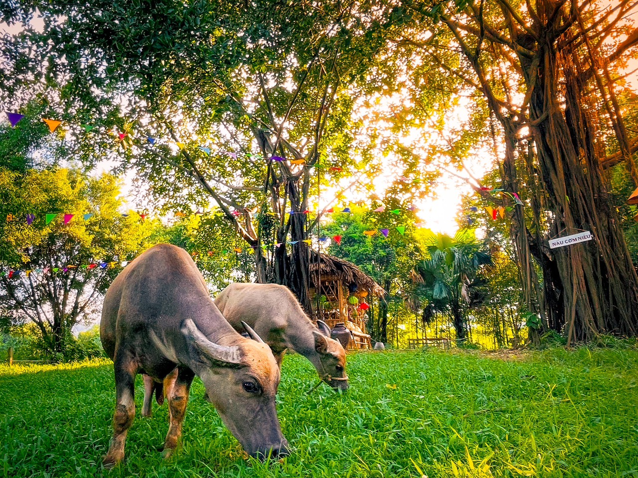 Detrang Farm ảnh 1