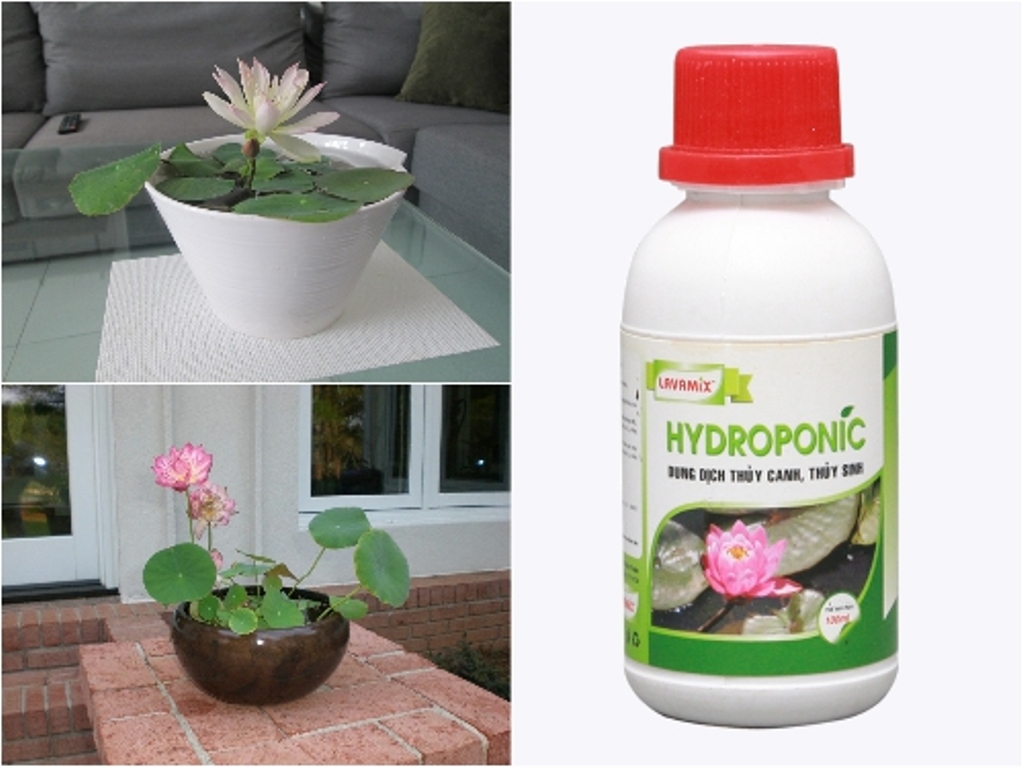 Dung Dịch Phân Bón Thủy Canh Hydroponic ảnh 1