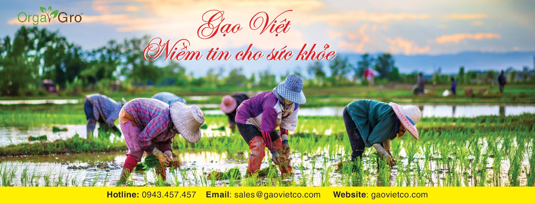 Gạo hữu cơ Lứt Trắng OrgaGro ảnh 2