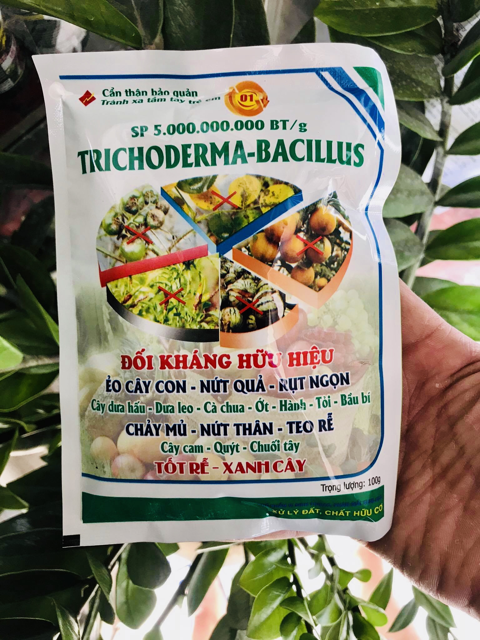 Nấm đối kháng trichoderma bacillus ảnh 1