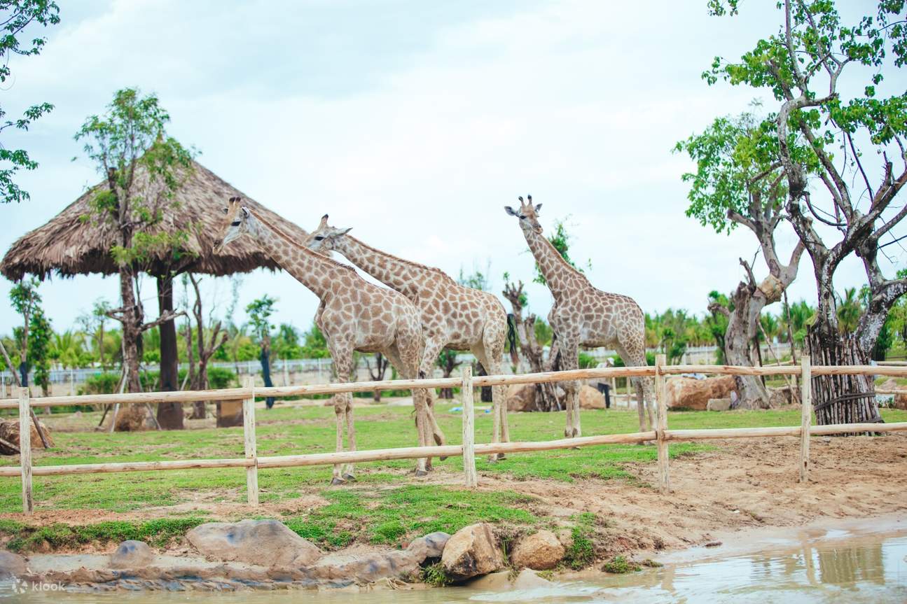 River Safari Nam Hội An ảnh 1