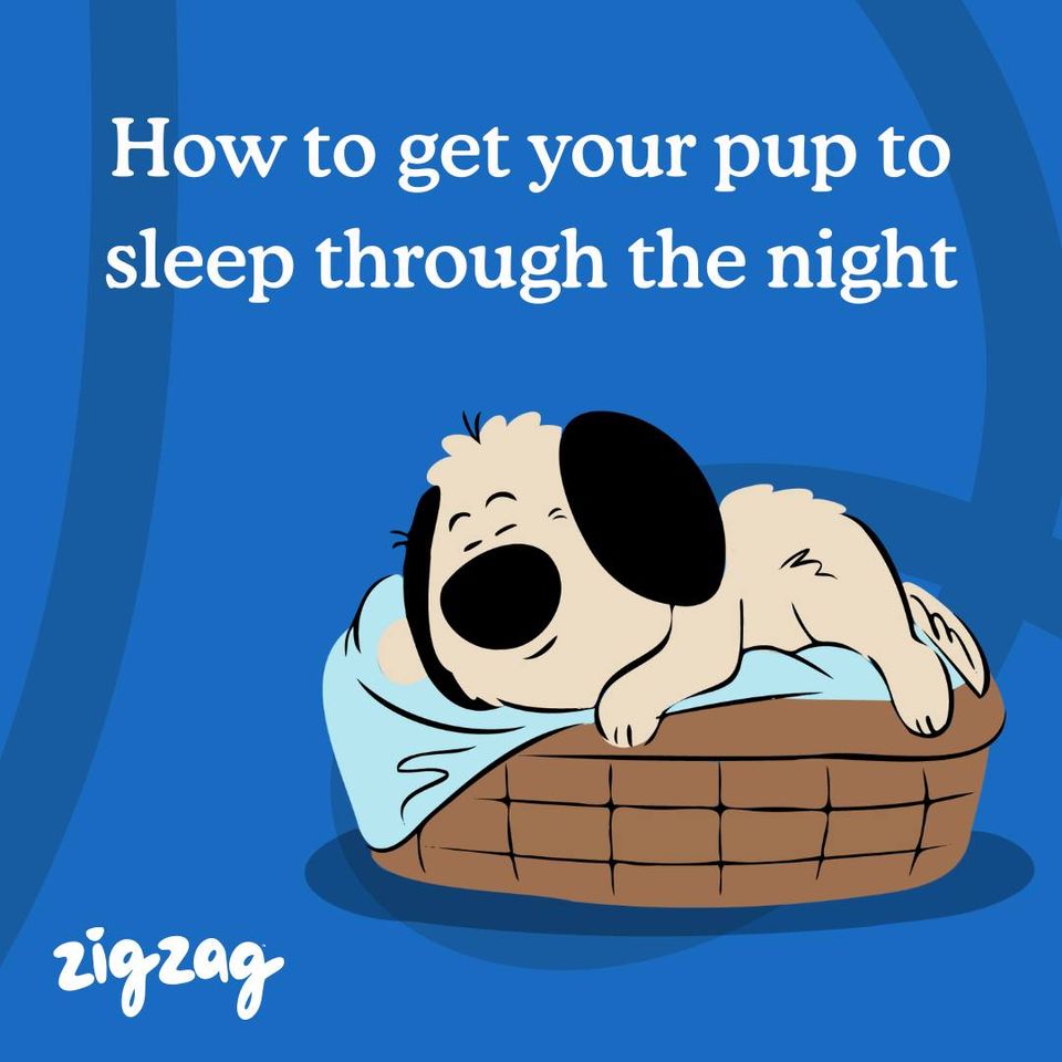 Zigzag Puppy Training App ảnh 1