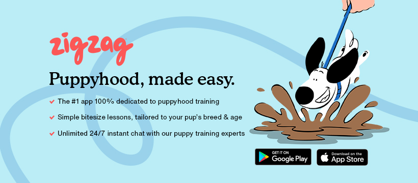 Zigzag Puppy Training App ảnh 2