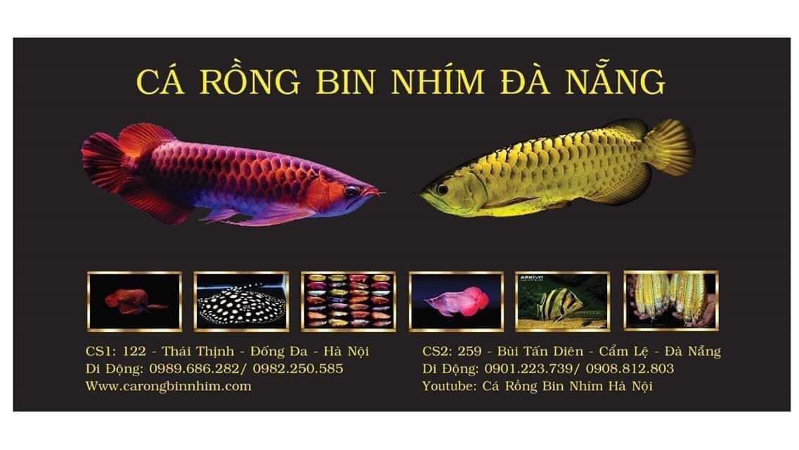 Cá Rồng Bin Nhím ảnh 1