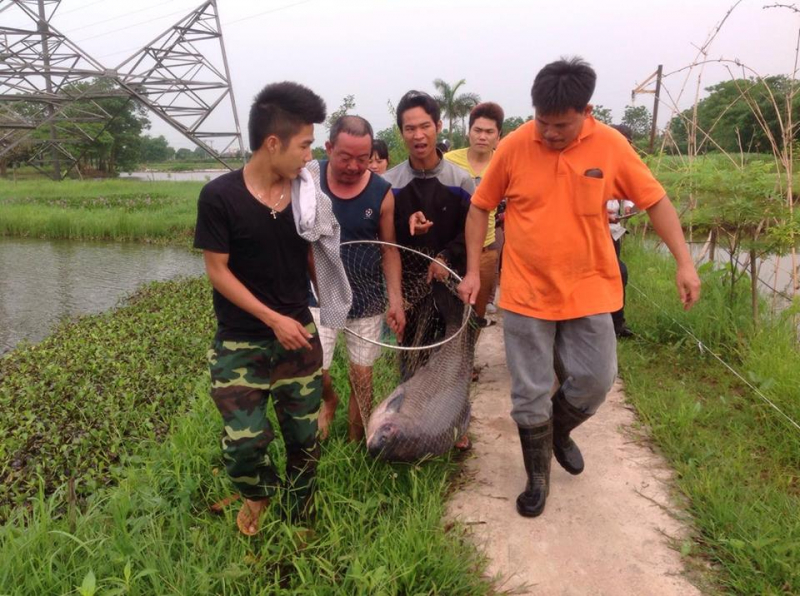 Hồ câu Tứ Hải ảnh 1