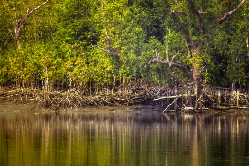 Các cây ngập mặn của rừng Sundarbans ảnh 1