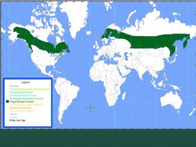 Vị rí rừng Taiga (phần màu xanh) ảnh 2