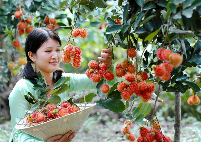 Vườn ông Sáu Dương ảnh 1