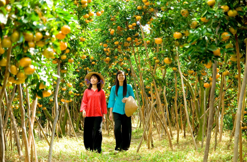 Vườn ông Sáu Dương ảnh 2