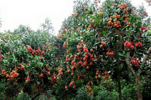 Vườn trái cây Chín Hồng ảnh 1