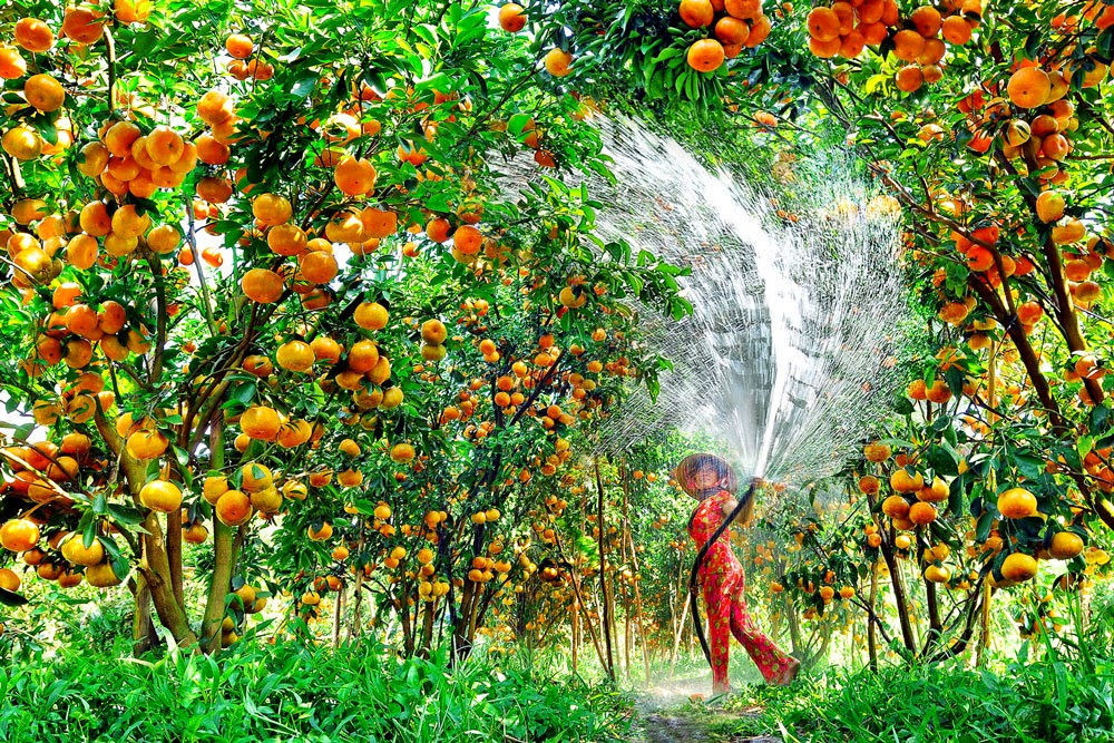 Vườn trái cây Mỹ Khánh ảnh 1