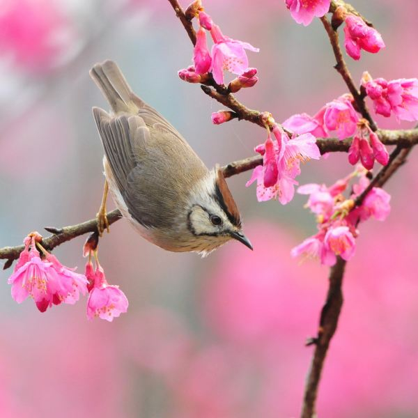 Bài văn Phân tích khổ thơ 4, 5 bài thơ Mùa xuân nho nhỏ (Thanh Hải) (Ngữ văn 9) hay nhất