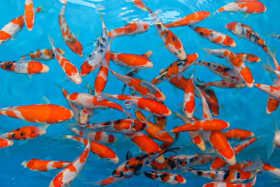AA Koi ᖴarm - Trại Cá Koi Nhật ảnh 2