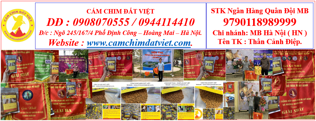 Cám Chim Đất Việt ảnh 1