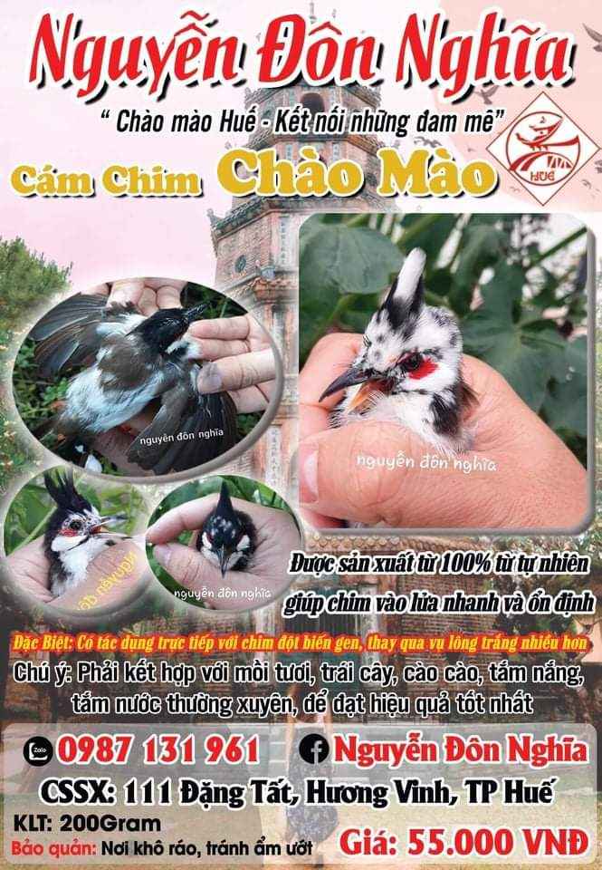 Cám chim Nguyễn Đôn Nghĩa ảnh 1