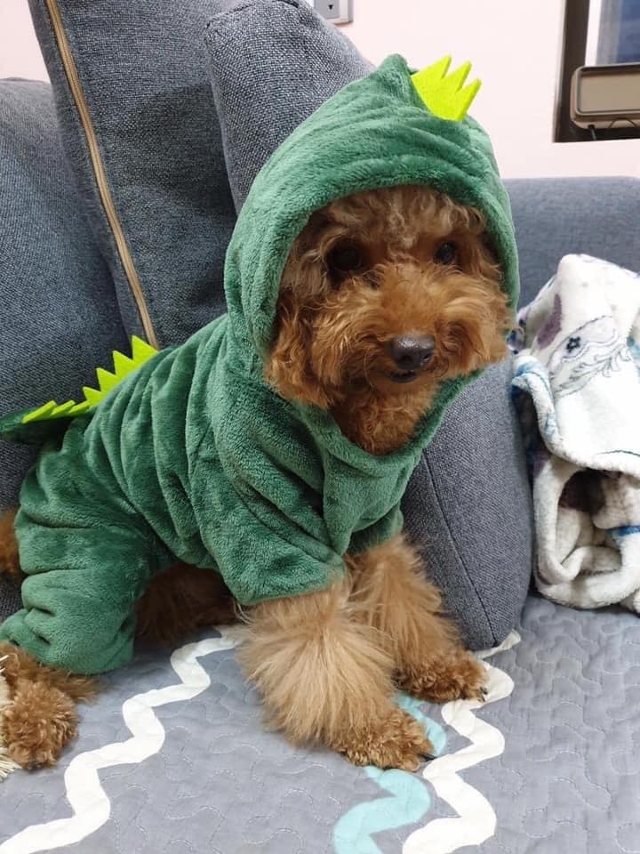 Phòng Khám Thú Y - Pet Store Lượng Thảo ảnh 2