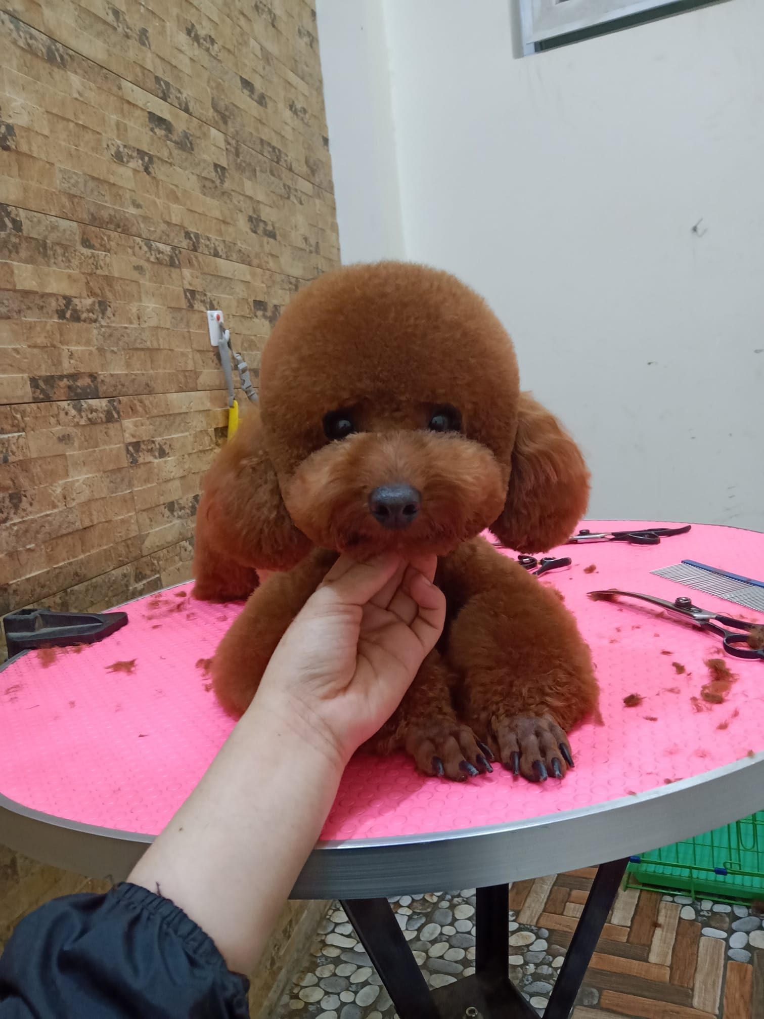 Phòng Khám Thú Y Dr Paws ảnh 2