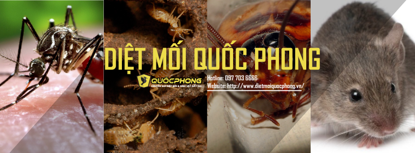 Diệt  Mối Tận Gốc Quốc Phong ảnh 2